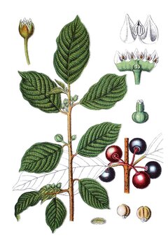 echter Faulbaum, Rhamnus frangula, Heil- und Nutzpflanzen