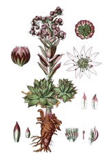 echter Hauslauch, auch Dach-Hauswurz, Sempervivum tectorum, Sedum tectorum, Heil- und Nutzpflanzen