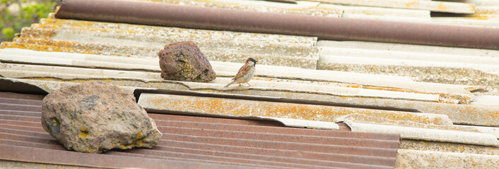 A small bird in the outdoors.