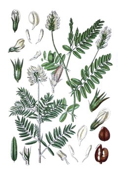 Links: Fahnenwicke, Astragalus pilosus, Rechts: Kichertragant, Astragalus cicer