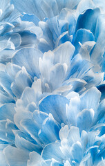 Floral vertical spring background.  Peonies flowers and petals flowers. Close-up.  Greeting card.  Nature.