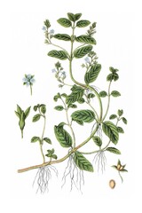 Bachbunge, Veronica beccabunga, Heil- und Nutzpflanze