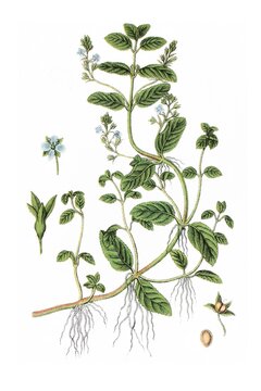 Bachbunge, Veronica beccabunga, Heil- und Nutzpflanze