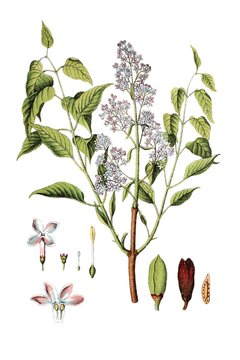 Spanischer Flieder, Gemeiner Flieder, Syringa vulgaris, Heil- und Nutzpflanze