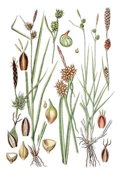 Links: Gelbe Segge, Gelbsegge, Carex flava, Rechts: Schuppenfruechtige Segge, Carex dubia lepidocarpa