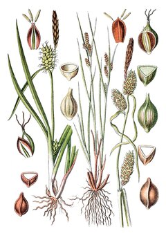 Links: Oeder's Segge, Gelbsegge, Carex oederi, Rechts: Spindel-Segge, Strand-segge, Carex extensa