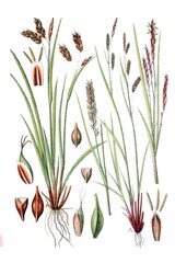 Links: Flatter-Segge, Haarstielige Segge, Carex capillaris, Rechts: Duenne Segge, Kurzaehrige Segge, Carex brachystachys