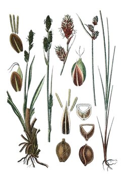 Links: Starre Segge, Carex rigida, Rechts: Moor-Segge, Buxbaums Segge, Carex buxbaumii