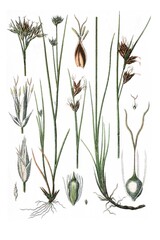 Links: Weisse Schnabelsimse, Rhynchospora alba, Rechts: Braune Schnabelsimse, Rhynchospora fusca © Bildagentur-o