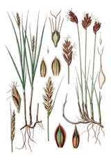 Links: Platte Simse, Cyperus compressus, Rechts: Braune Simse, Cyperus rufus © Bildagentur-o