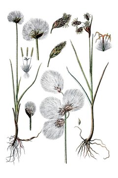 Links: Scheuchzer's Wollgras, Eriophorum scheuchzeri, Rechts: Schmalblaettriges Wollgras, Eriophorum polystachyum