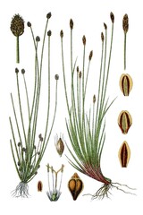 Links: Koepfchen-Simse, Cyperus ovatus, Rechts: Bueschel-Simse, Cyperus multicaulis © Bildagentur-o