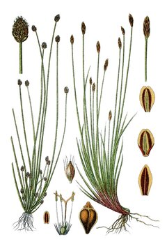 Links: Koepfchen-Simse, Cyperus ovatus, Rechts: Bueschel-Simse, Cyperus multicaulis