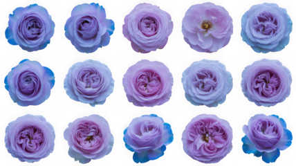 Variety of delicate purple and blue roses isolated studio shot isolated on transparent background