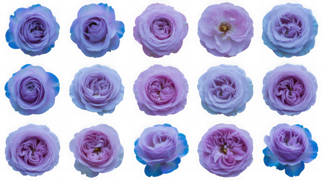 Variety of delicate purple and blue roses isolated studio shot isolated on transparent background
