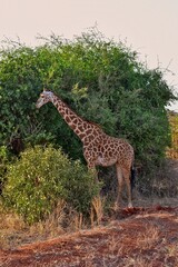 African Giraffe Standing by Acacia Tree in Kenya