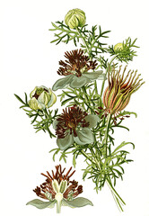 Fototapeta premium Nigella hispanica, Spanish Fennel Flower, nigella, devil-in-a-bush or love-in-a-mist. Schwarzkümmel