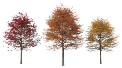 Three autumn trees with vibrant red, orange, and yellow leaves isolated on transparent background