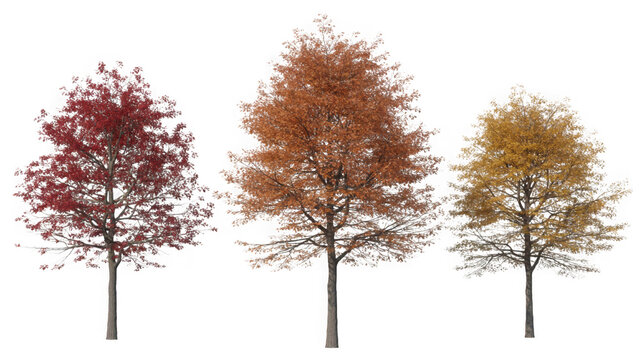 Three autumn trees with vibrant red, orange, and yellow leaves isolated on transparent background
