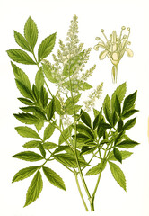 Astilbe japonica, Japanese spirea. Japanische Prachtspiere, Schein-Geißbart