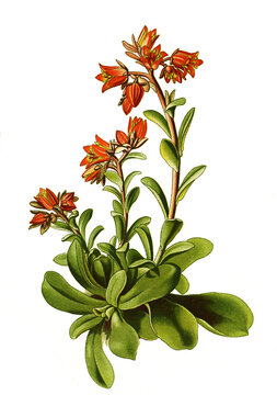 Cotyledon retusa, Saxifraga retusa. Gestutzter Steinbrech