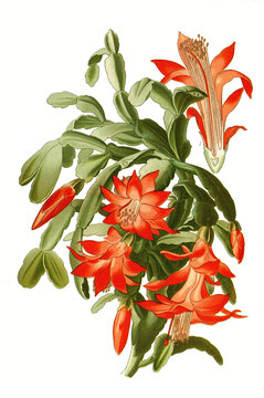 Epiphyllum truncatum, Schlumbergera truncata, false Christmas cactus. Weihnachtskaktus