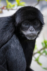 Side View of a Spider Monkey