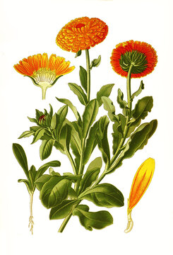 Calendula officinalis, Marigold, pot marigold, ruddles, common marigold or Scotch marigold. Ringelblume