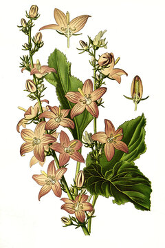 Campanula pyramdialis, Chimney Bell-Flower, chimney bellflower. Pyramiden-Glockenblume