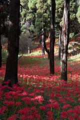 彼岸花の絨毯