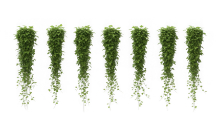 Lush green hanging plants and vines for natural design elements isolated on transparent background