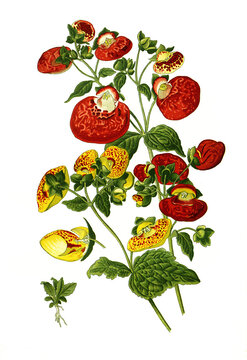 Calceolaria hybrida, Herbaceous calceolaria, lady's purse, slipper flower and pocketbook flower, slipperwort. Pantoffelblume