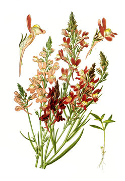 Linaria bipartita, Purple Toadflax, clovenlip toadflax