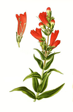 Pentstemon hartwegi, Beard-Tongue, Hartweg's beardtongue