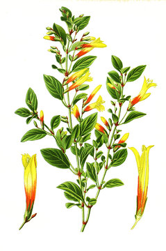 Libonia floribunda, Brazilian fuchsia