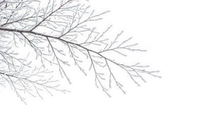 White frost covers delicate tree branches during cold winter day isolated on transparent background