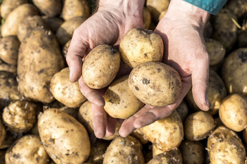 A bunch of potatoes are being held by a person