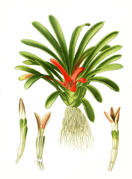 Karatas scheremetiewi, Bromeliad. Bromelie, Ananasgew&auml;&curren;chs, Bromeliengew&auml;&curren;chs