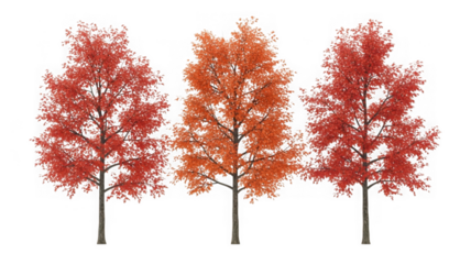 Three vibrant red and orange autumn trees on white background isolated on transparent background