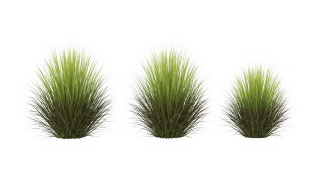 Three green spiky ornamental plants isolated, natural texture isolated on transparent background