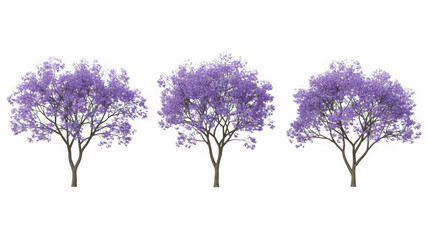 Three vibrant purple blooming jacaranda trees isolated on white isolated on transparent background