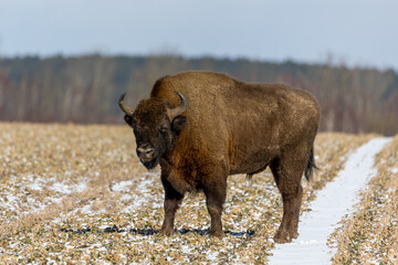 European bison - Bison bonasus in the Knyszyn Forest (Poland)