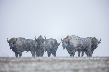European bison - Bison bonasus in the Knyszyn Forest (Poland)