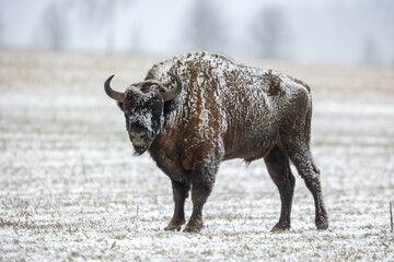 European bison - Bison bonasus in the Knyszyn Forest (Poland)