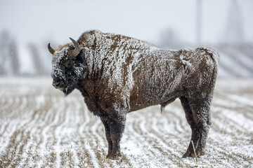 European bison - Bison bonasus in the Knyszyn Forest (Poland)
