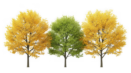 Three distinct trees: two with autumn yellow leaves, one green isolated on transparent background
