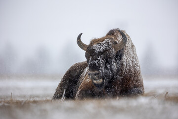 European bison - Bison bonasus in the Knyszyn Forest (Poland)
