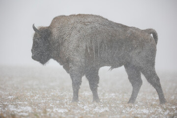 European bison - Bison bonasus in the Knyszyn Forest (Poland)