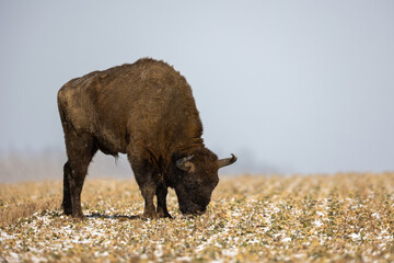 European bison - Bison bonasus in the Knyszyn Forest (Poland)