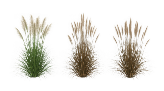 Pampas grass plants in different stages, isolated for design use isolated on transparent background